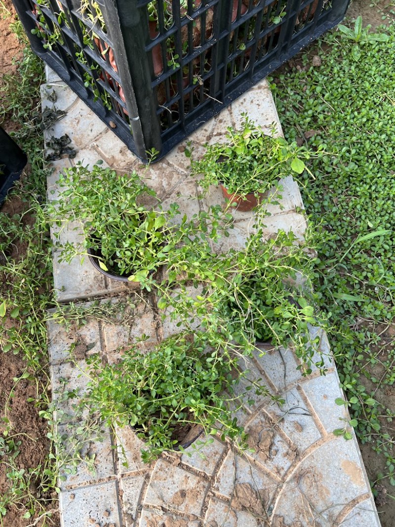 姬岩垂草姬岩垂草供应姬岩垂草基地青州草花