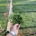 姬岩垂草姬岩垂草供应姬岩垂草基地青州草花