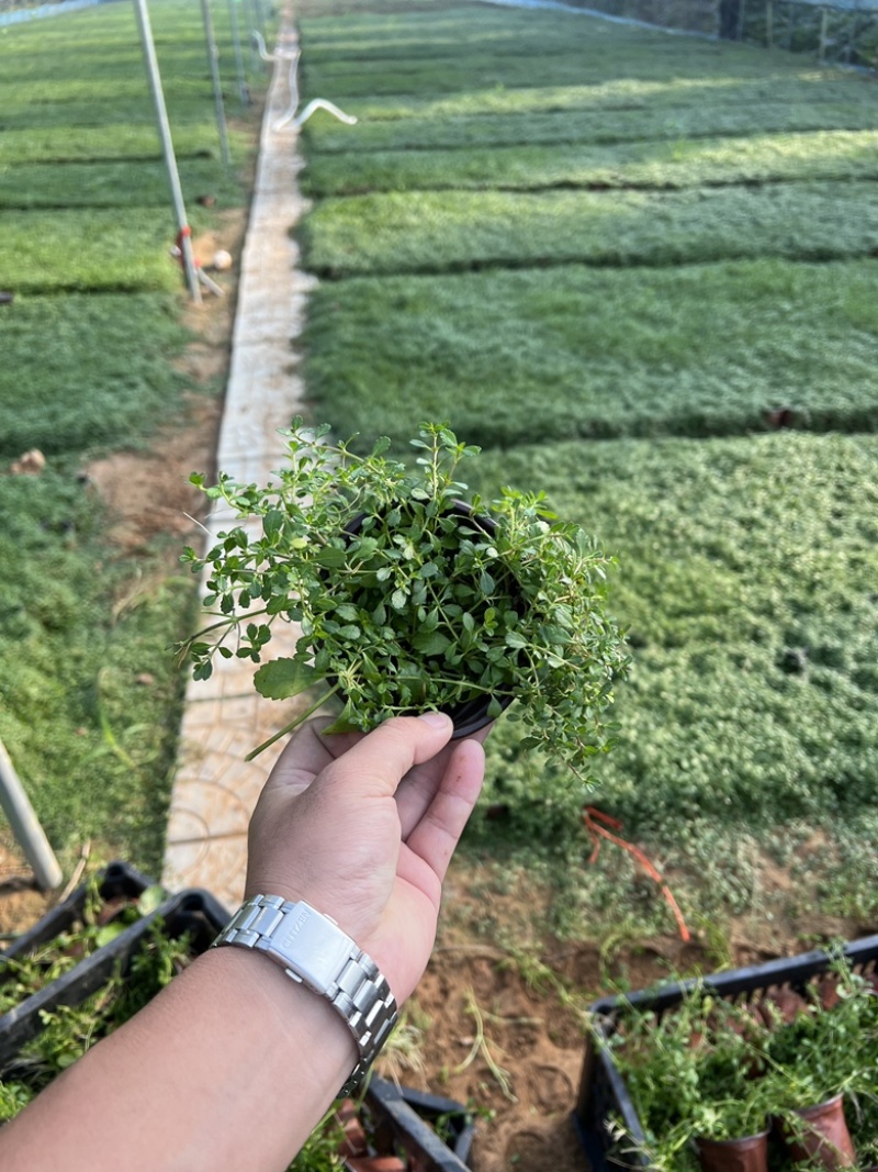 姬岩垂草姬岩垂草供应姬岩垂草基地青州草花
