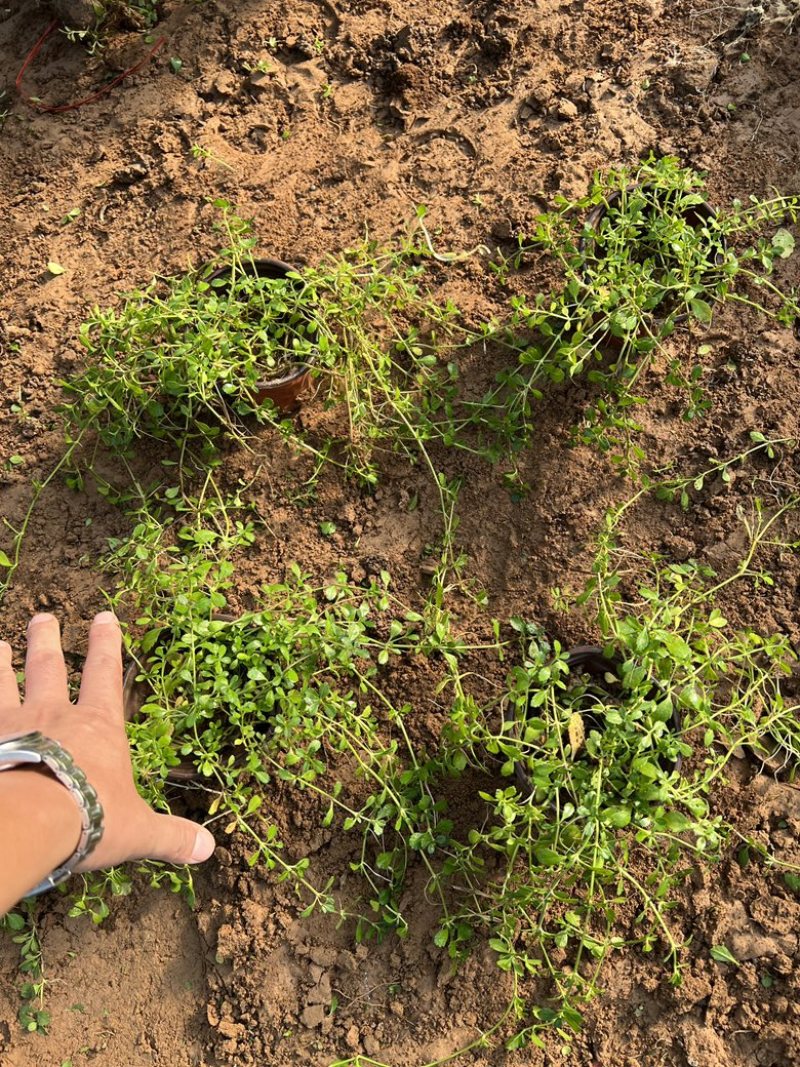 姬岩垂草姬岩垂草供应姬岩垂草基地青州草花