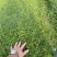 姬岩垂草姬岩垂草供应姬岩垂草基地青州草花