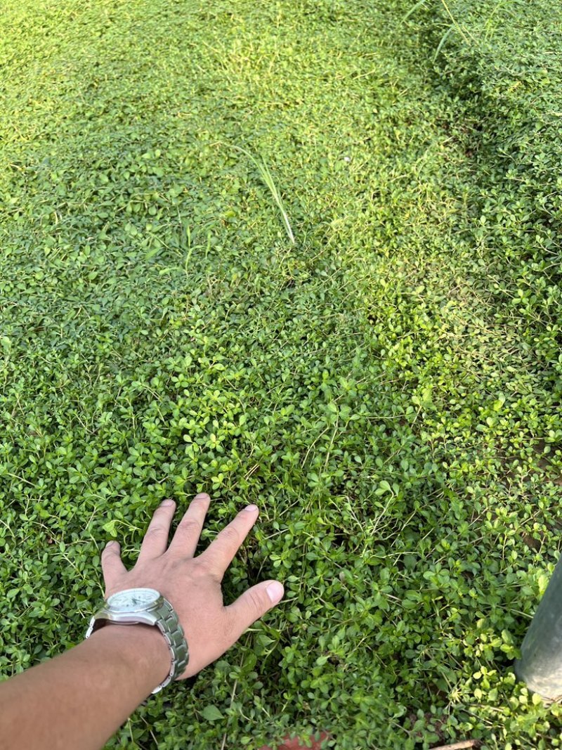 姬岩垂草姬岩垂草供应姬岩垂草基地青州草花
