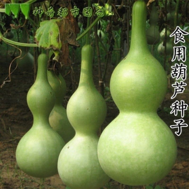 嫁接西瓜甜瓜专用葫芦籽砧木根系好抗病耐寒亲和性强葫芦种子