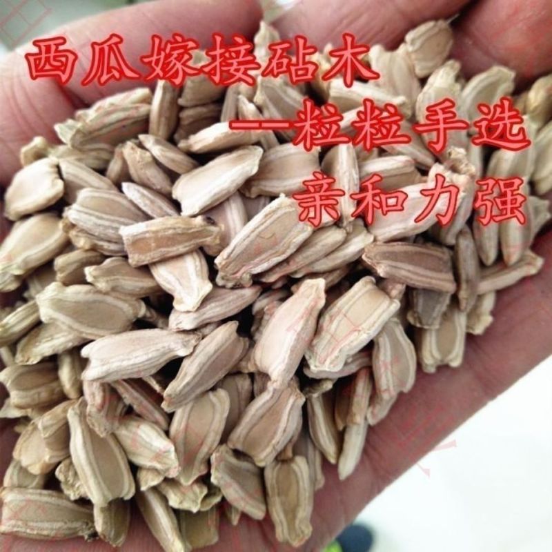 嫁接西瓜甜瓜专用葫芦籽砧木根系好抗病耐寒亲和性强葫芦种子