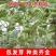 嫁接西瓜甜瓜专用葫芦籽砧木根系好抗病耐寒亲和性强葫芦种子