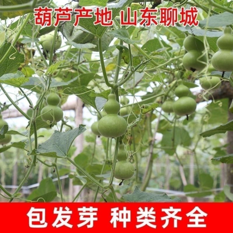 嫁接西瓜甜瓜专用葫芦籽砧木根系好抗病耐寒亲和性强葫芦种子