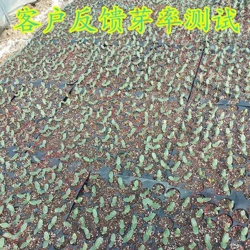 嫁接西瓜甜瓜专用葫芦籽砧木根系好抗病耐寒亲和性强葫芦种子