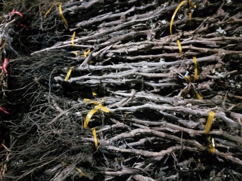 山东【精品阳光玫瑰葡萄苗】种植基地直发根系发达好管理
