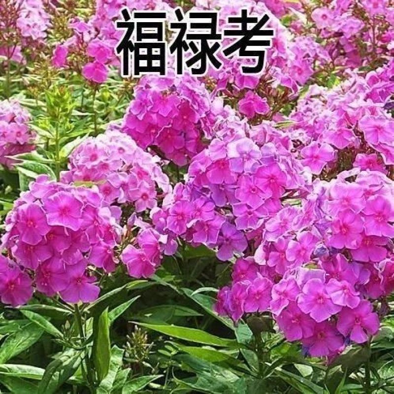 福禄考花种子宿根福禄考花籽天蓝绣球种子多年生混色四季