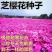 福禄考花种子宿根福禄考花籽天蓝绣球种子多年生混色四季