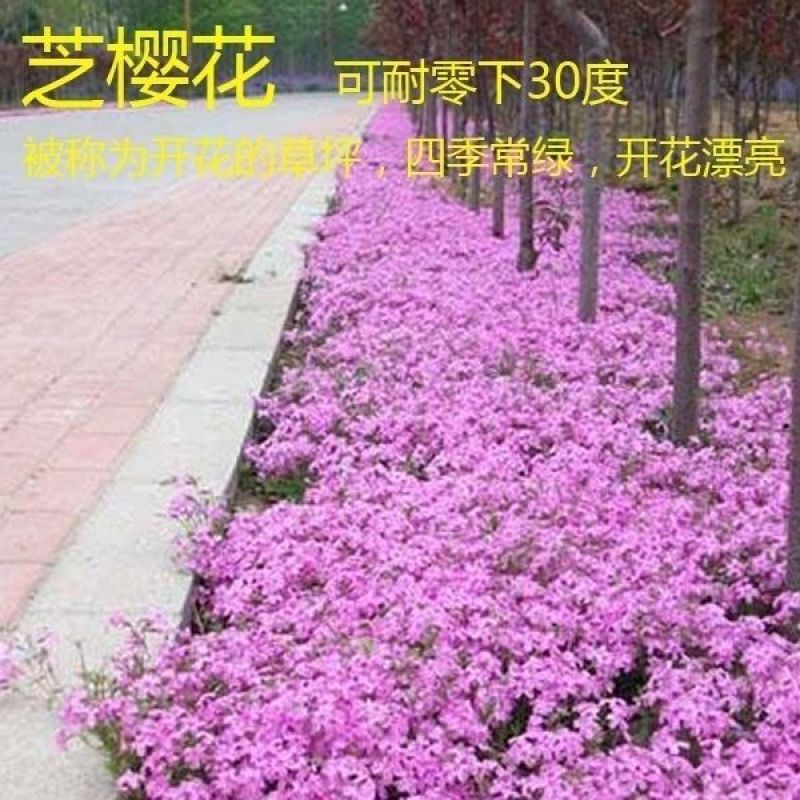 福禄考花种子宿根福禄考花籽天蓝绣球种子多年生混色四季