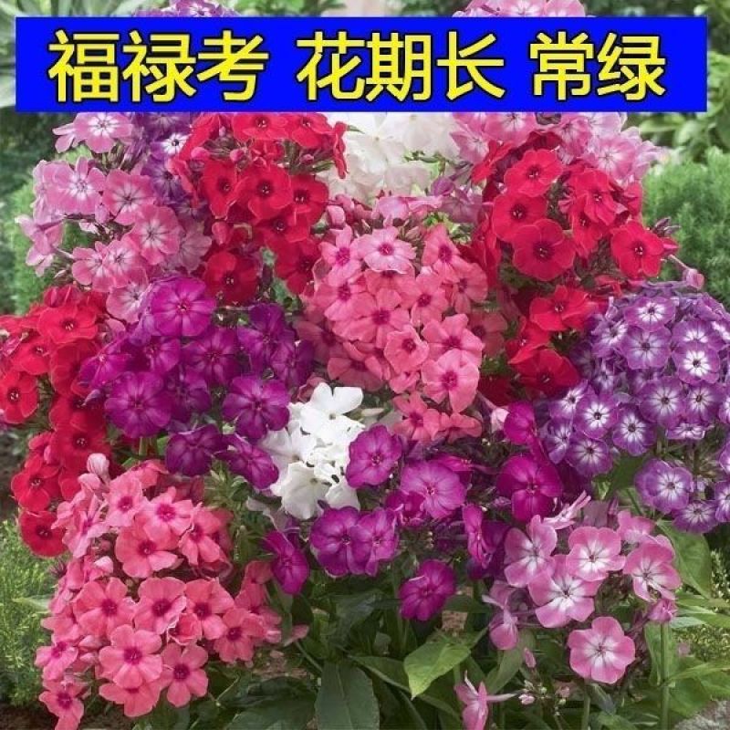 福禄考花种子宿根福禄考花籽天蓝绣球种子多年生混色四季