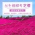 福禄考花种子宿根福禄考花籽天蓝绣球种子多年生混色四季