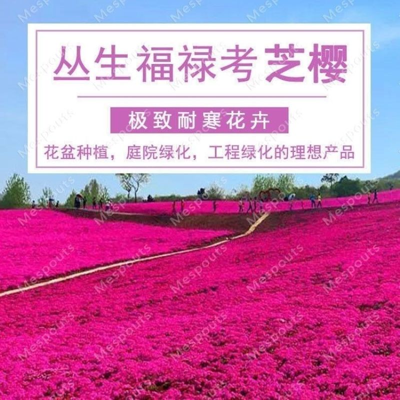 福禄考花种子宿根福禄考花籽天蓝绣球种子多年生混色四季