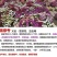 福禄考花种子宿根福禄考花籽天蓝绣球种子多年生混色四季