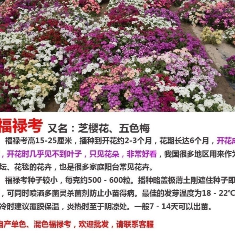 福禄考花种子宿根福禄考花籽天蓝绣球种子多年生混色四季