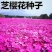福禄考花种子宿根福禄考花籽天蓝绣球种子多年生混色四季