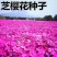 福禄考花种子宿根福禄考花籽天蓝绣球种子多年生混色四季