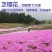 福禄考花种子宿根福禄考花籽天蓝绣球种子多年生混色四季