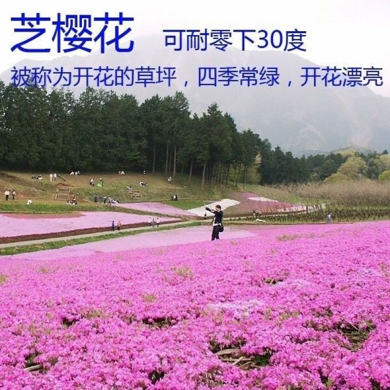 福禄考花种子宿根福禄考花籽天蓝绣球种子多年生混色四季