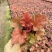 矾根#多色矾根#花镜植物甄选#矾根批发#品种齐全