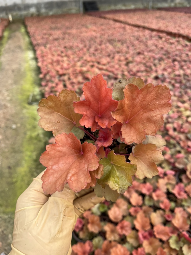 矾根#多色矾根#花镜植物甄选#矾根批发#品种齐全