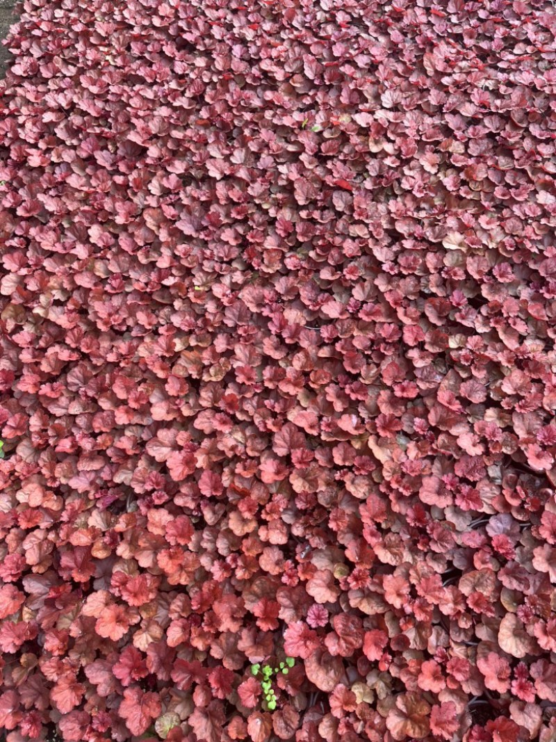 矾根#多色矾根#花镜植物甄选#矾根批发#品种齐全