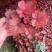 矾根#多色矾根#花镜植物甄选#矾根批发#品种齐全