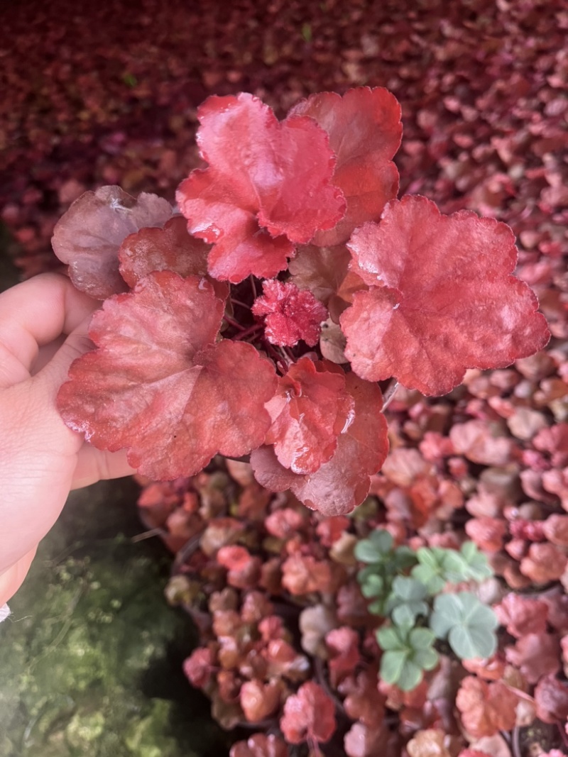 矾根#多色矾根#花镜植物甄选#矾根批发#品种齐全