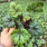 矾根#多色矾根#花镜植物甄选#矾根批发#品种齐全