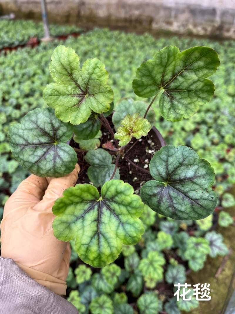 矾根#多色矾根#花镜植物甄选#矾根批发#品种齐全