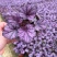 矾根#多色矾根#花镜植物甄选#矾根批发#品种齐全