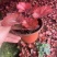 矾根#多色矾根#花镜植物甄选#矾根批发#品种齐全