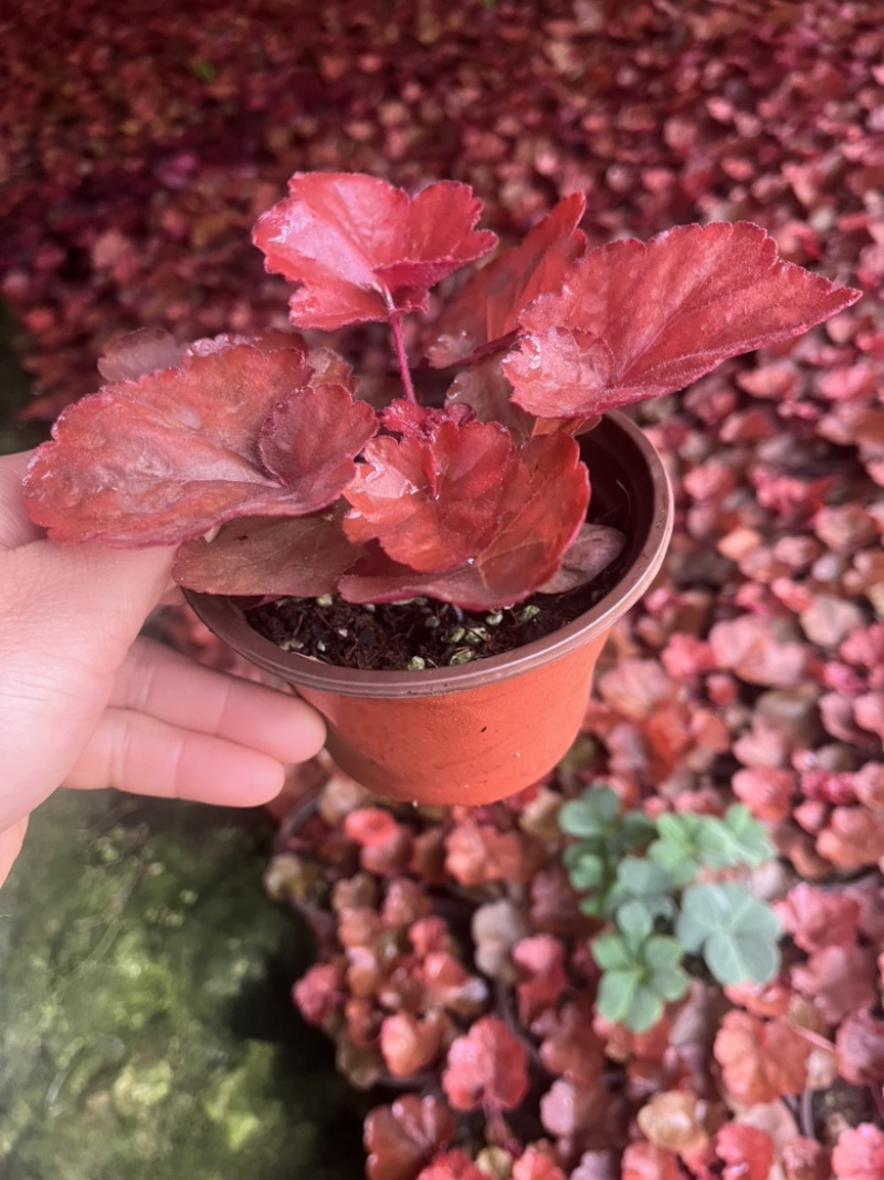 矾根#多色矾根#花镜植物甄选#矾根批发#品种齐全