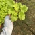 矾根#多色矾根#花镜植物甄选#矾根批发#品种齐全