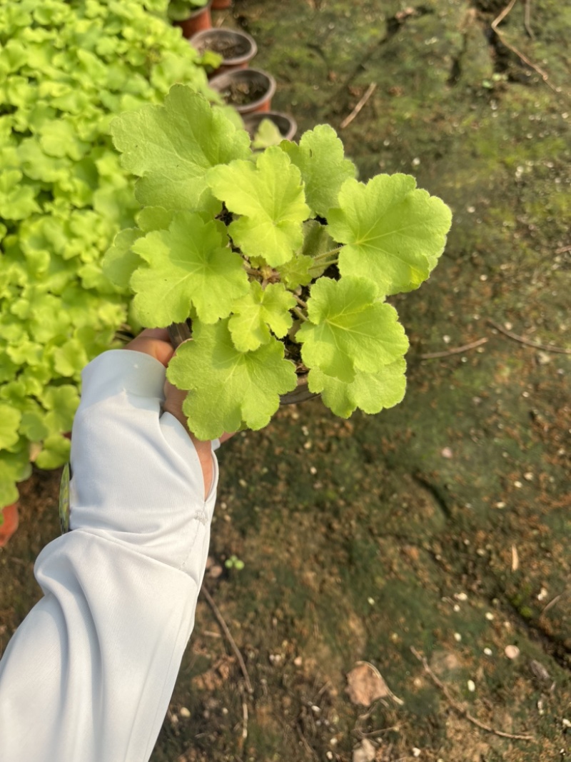 矾根#多色矾根#花镜植物甄选#矾根批发#品种齐全