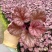矾根#多色矾根#花镜植物甄选#矾根批发#品种齐全