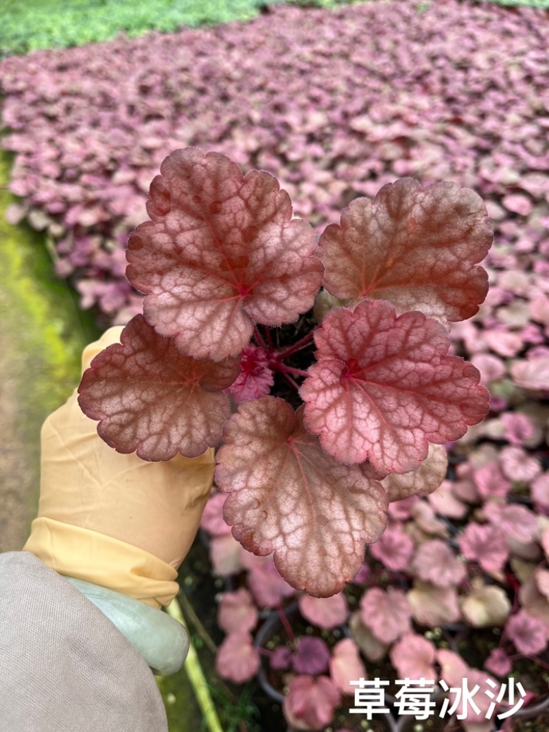 矾根#多色矾根#花镜植物甄选#矾根批发#品种齐全