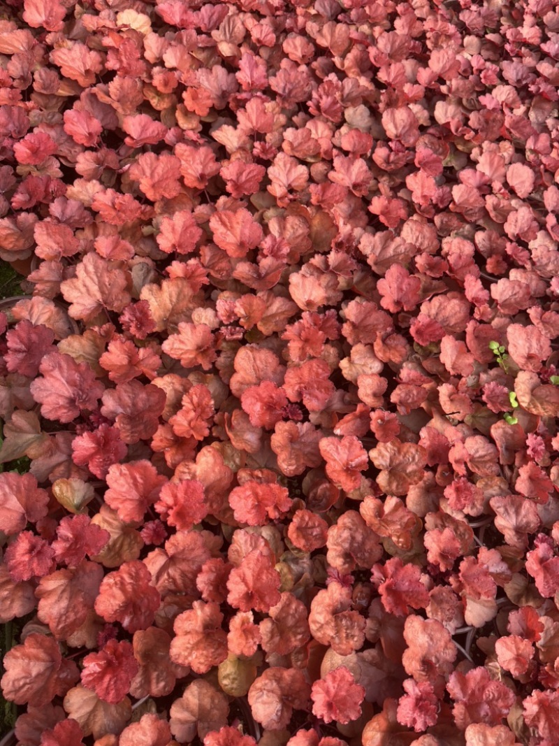矾根#多色矾根#花镜植物甄选#矾根批发#品种齐全