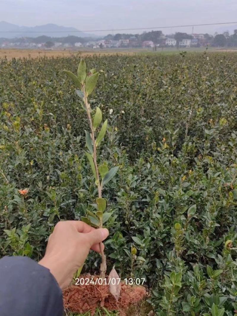 嫁接油茶苗基地批发快递包邮，送生根粉送种植资料