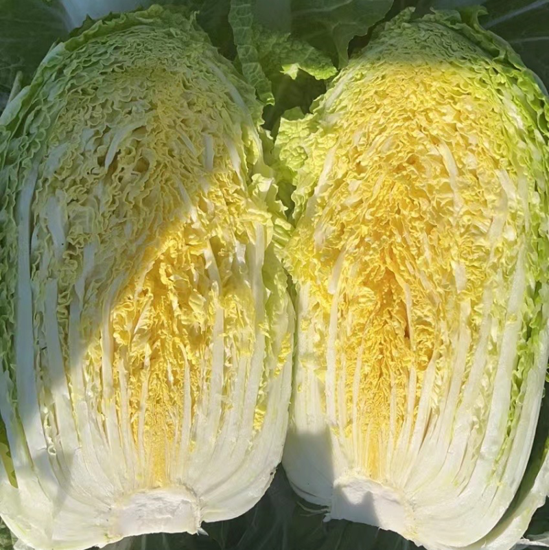 【优选黄心白菜】精品黄心白菜产地货源量大从优诚信经营