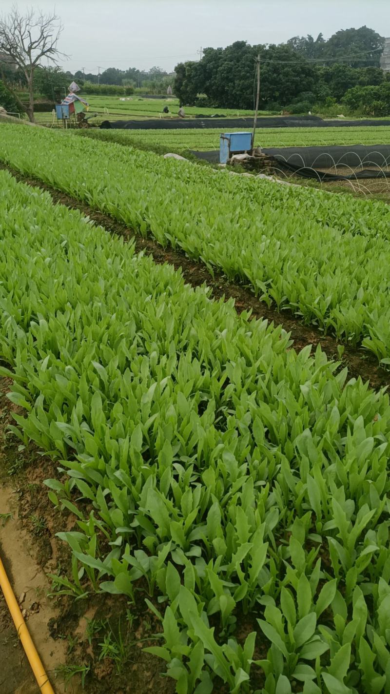 博白甜麦莱苗