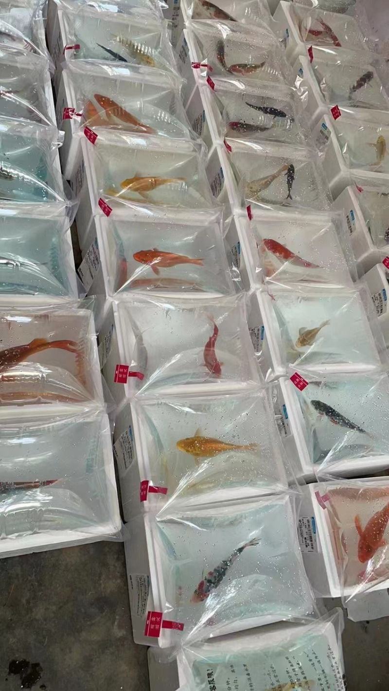 冲氧活鱼袋水族打包袋水产运输袋海鲜运输袋