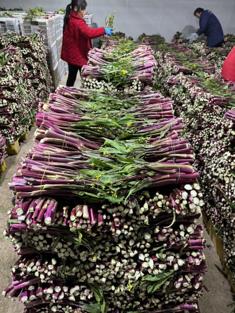 红菜苔，红菜苔，红菜苔，红菜苔，红菜苔，红菜苔，红菜苔
