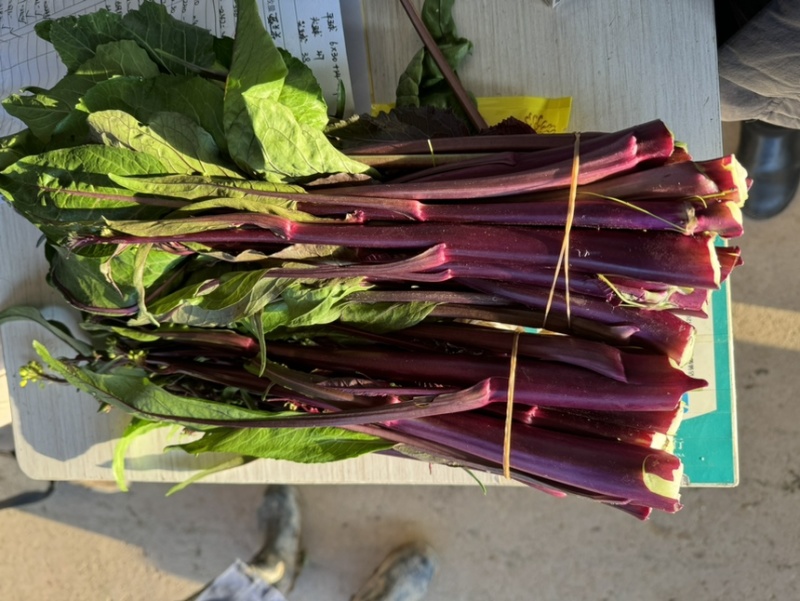 红菜苔，红菜苔，红菜苔，红菜苔，红菜苔，红菜苔，红菜苔