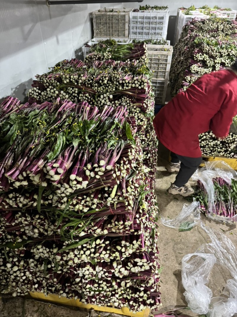 红菜苔，红菜苔，红菜苔，红菜苔，红菜苔，红菜苔，红菜苔