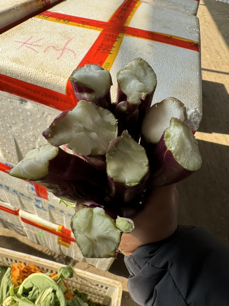 红菜苔，红菜苔，红菜苔，红菜苔，红菜苔，红菜苔，红菜苔