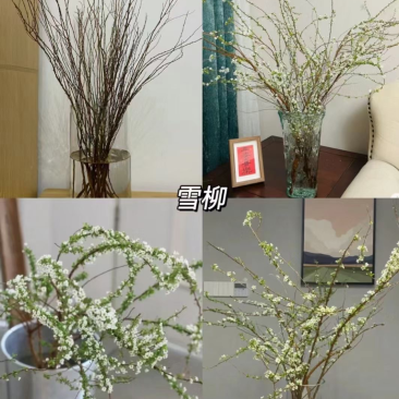 干支雪柳批发自己种的花质量好每年都在卖欢迎来电