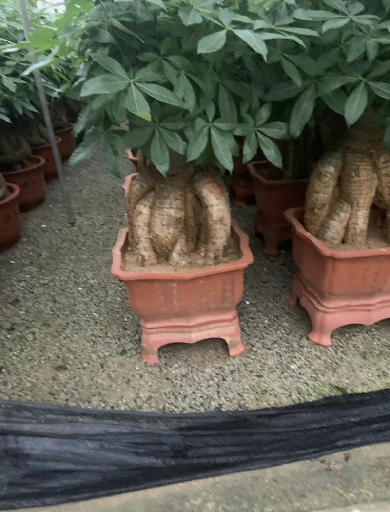 发财树