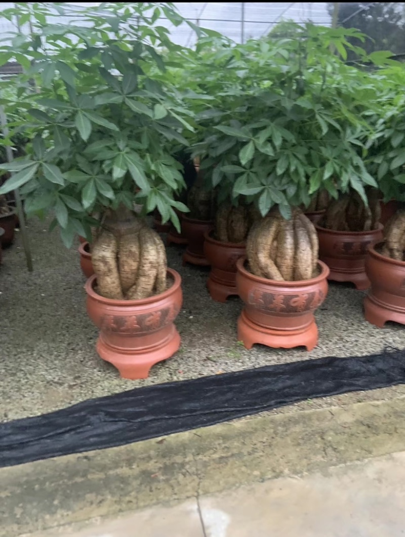 发财树